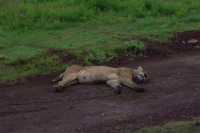 6 Days Great calving season serengeti and Ngorongoro