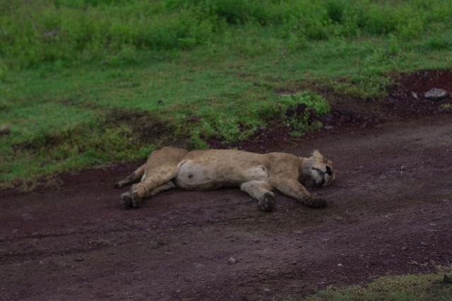 6 Days Great calving season serengeti and Ngorongoro