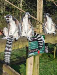 Ponderosa Zoo 🇬🇧