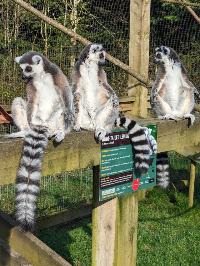 Ponderosa Zoo 🇬🇧