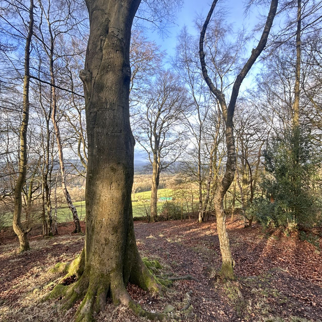 Winter in the woods 