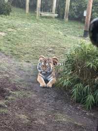 Colchester zoo friends 