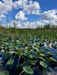 Our Miami Everglades Adventure! 🌿🐊