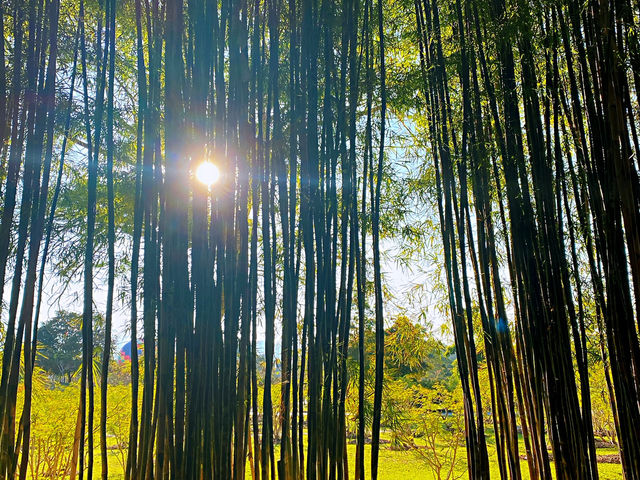 🌴 Hidden Paradise in China – Xishuangbanna Stole My Heart 🇨🇳✨