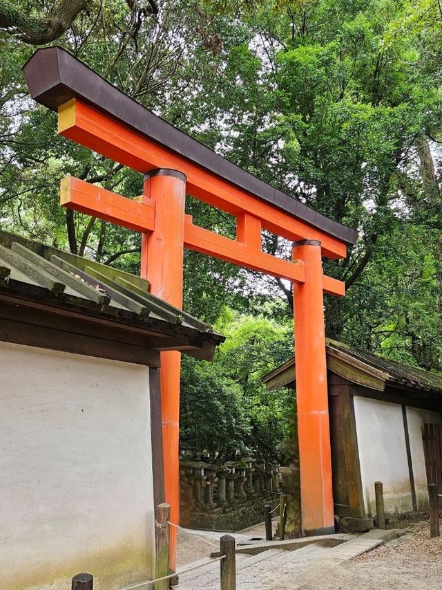 🦌 Morning or Afternoon in Nara Park? Here's What You Need to Know!