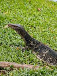 Where Locals Walk & Lizards Roam