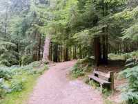 Into the Wild: A Day Trip from Southampton to the New Forest