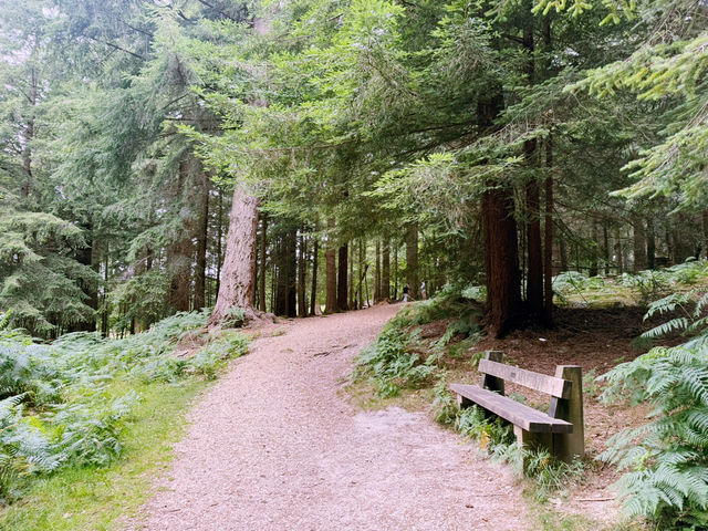 Into the Wild: A Day Trip from Southampton to the New Forest