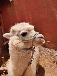Ollantaytambo: Living History in the Sacred Valley