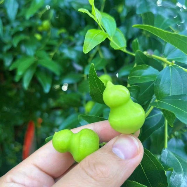 Harvesting Kiwis in Fengyu Village, Shaanxi 🍃🥝🐓