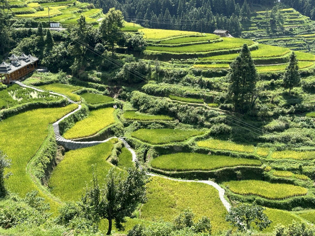 Epic Hike: Liping to Tang’an Dong Village—China’s Dreamy Terraced Trail 🌾✨