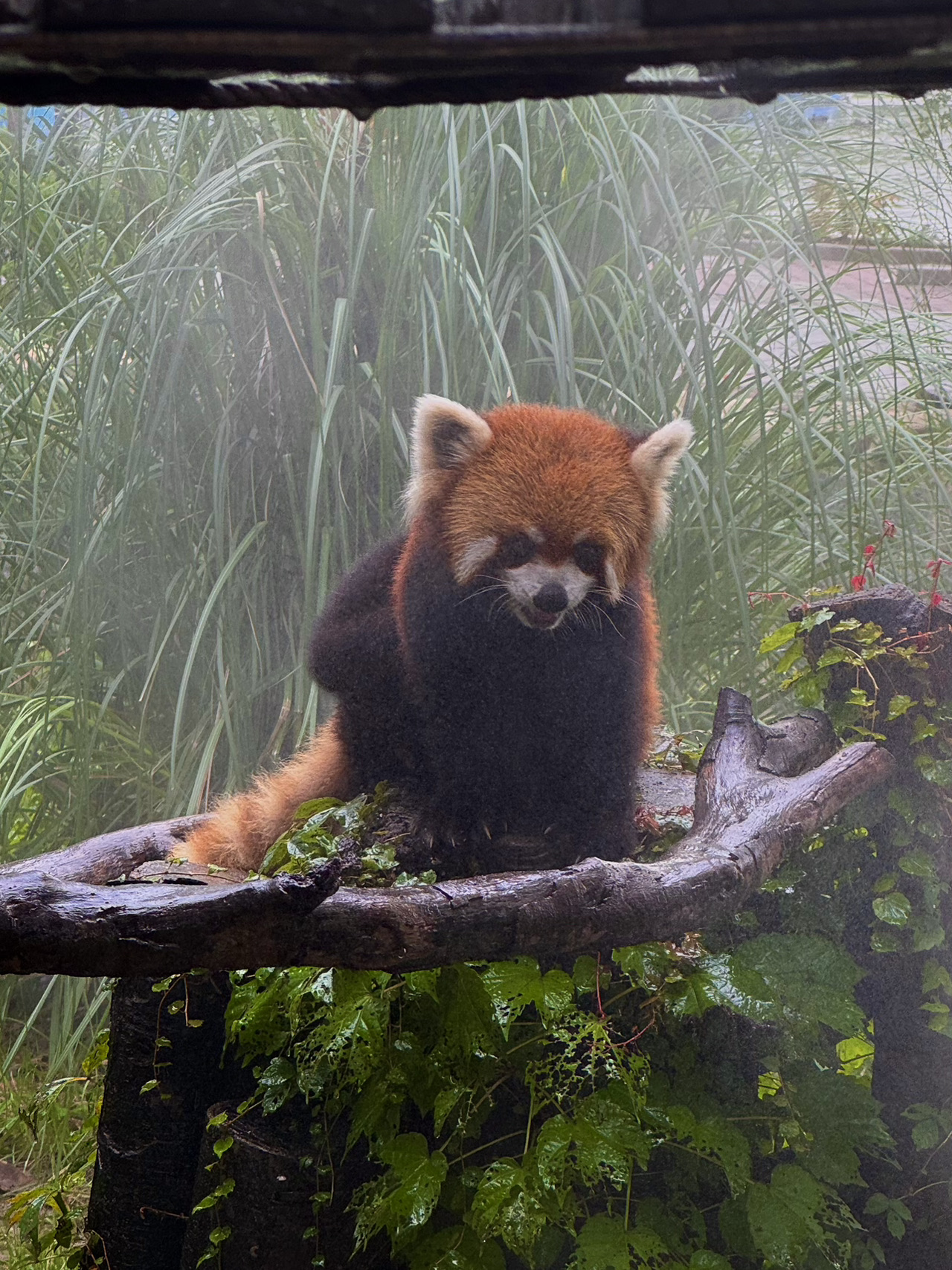 深入上海互動式野生動物園：超震撼的反差體驗 。