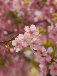 Sakura in full bloom at botanical gardens 