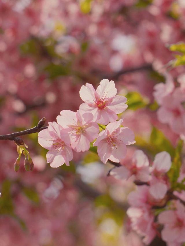 Sakura in full bloom at botanical gardens 