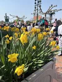Springtime Shanghai Disney Resort🐭🎡🎪