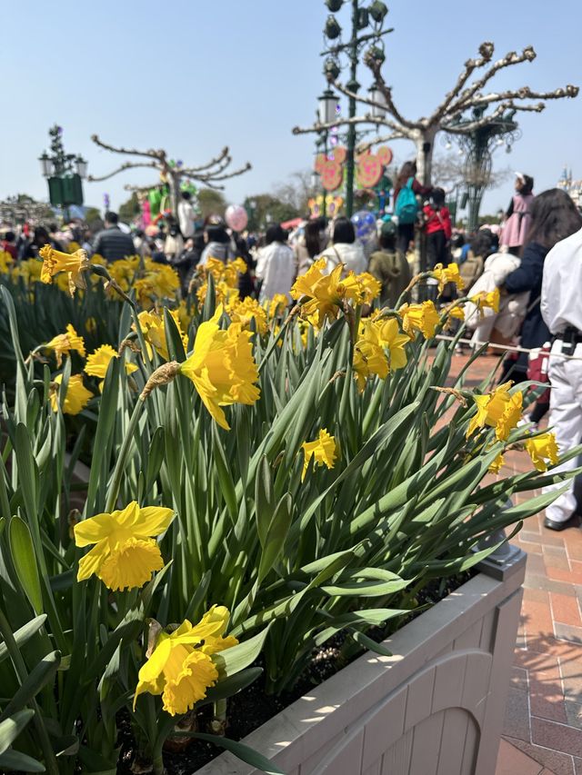 Springtime Shanghai Disney Resort🐭🎡🎪
