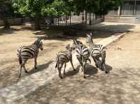 타조와 아이컨택이 인상적이었던 곳, 연화동물원(煙合動物園)