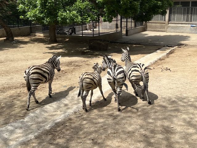타조와 아이컨택이 인상적이었던 곳, 연화동물원(煙合動物園)
