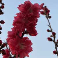 Nature and Aviation Unite: Xihu Park Beijing 