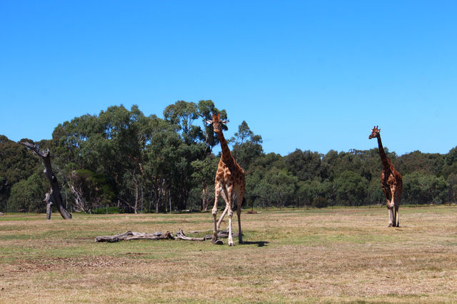 Werribee Zoo | Melbourne