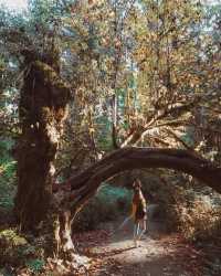 Enchanted by Nature: Hiking Through Hoh Rainforest