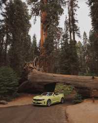 Driving Through Giants: Sequoia's Tunnel Log