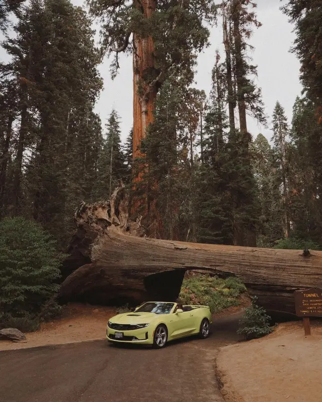 Driving Through Giants: Sequoia's Tunnel Log