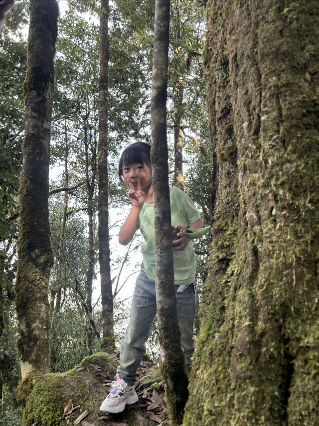 旅途中的快樂來自～屏邊瀑布、大圍山