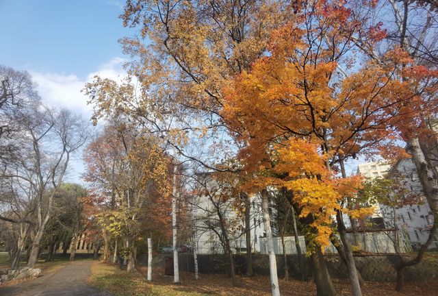 北海道大學校園—關不住的滿園秋色