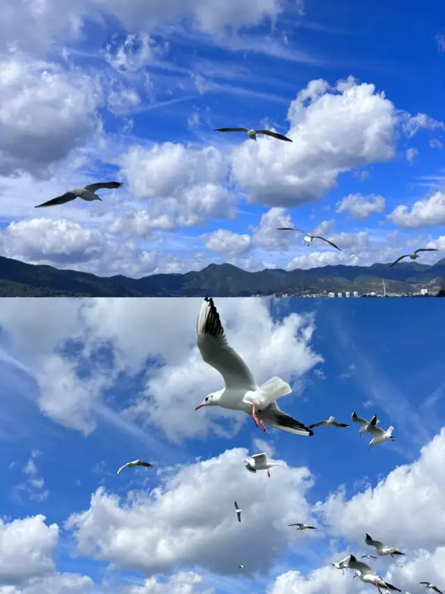 カモメが飛ぶところ、彩雲が飛ぶ～昆明海埂大ダム