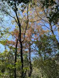 尋雲髻山紅葉