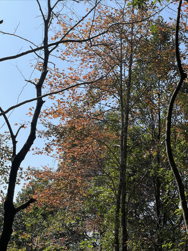 尋雲髻山紅葉