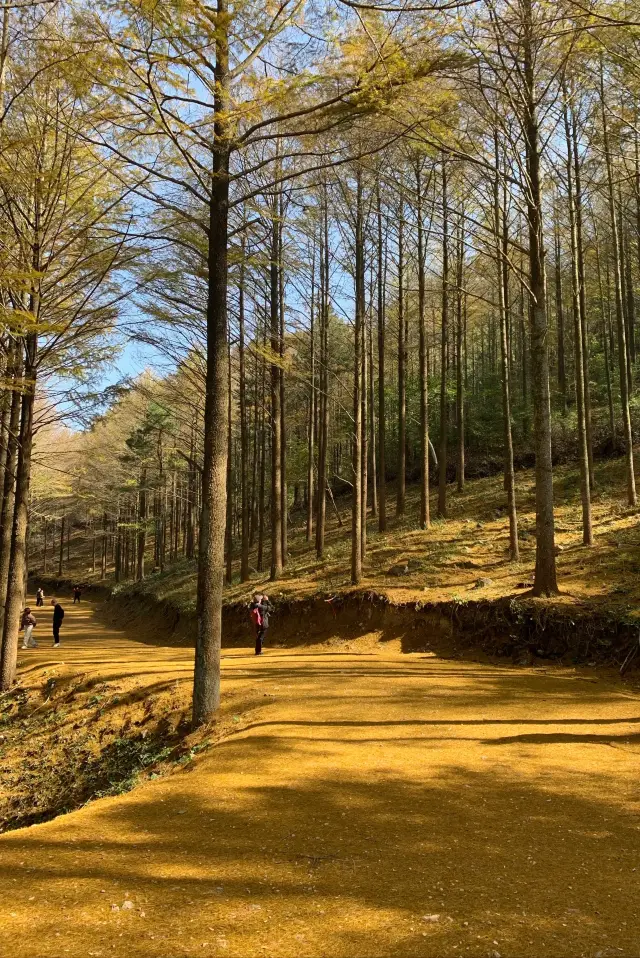 The golden path of the ancient Qixiakeng trail can no longer be hidden!