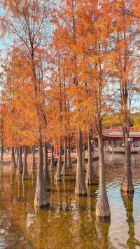 佛山·千燈湖 落羽杉已經紅了