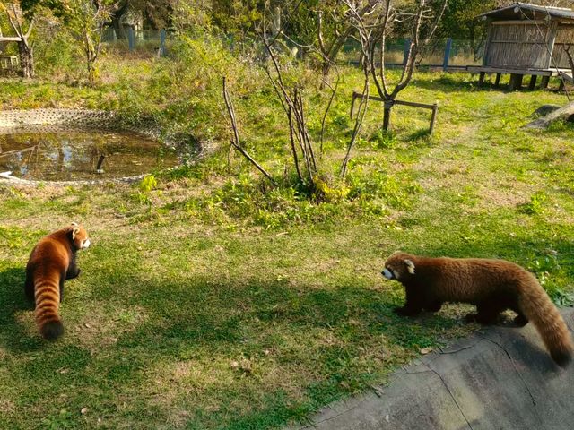 中國版瘋狂動物城一起快樂成精