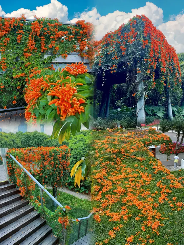 Shenzhen | This is just like a waterfall of flowers in a comic