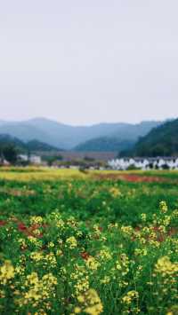 茶馬古道、茶馬古城傻傻分不清楚