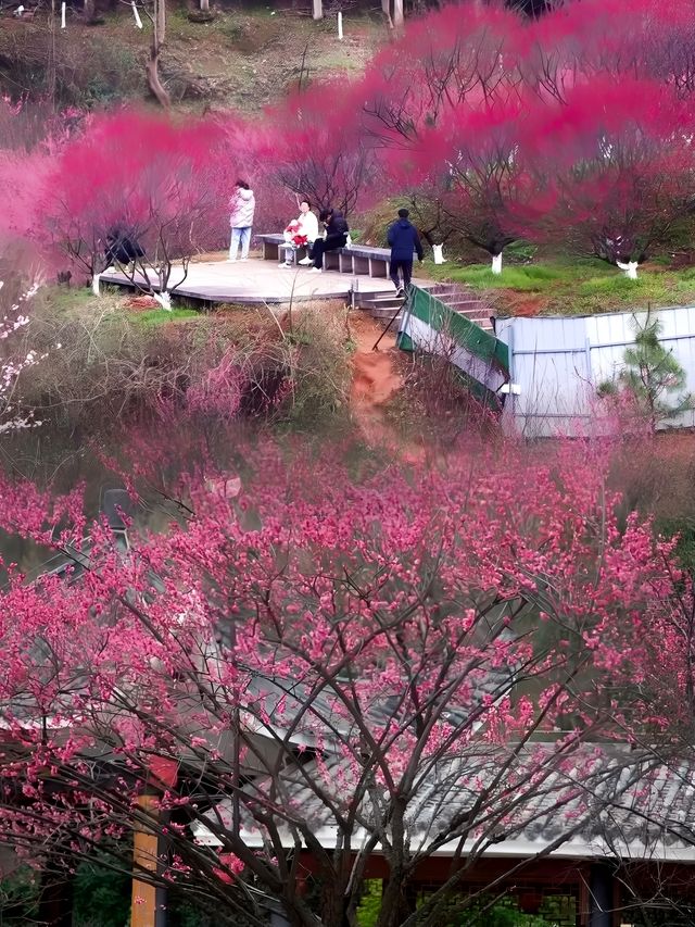 立春已至，梅花正悄然绽放，你的赏梅計劃提上日程了嗎？
