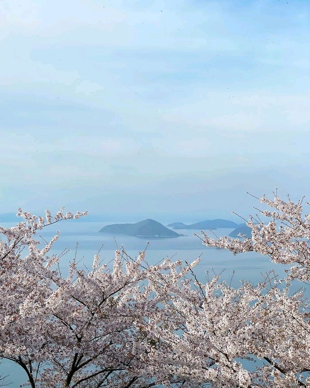 日本櫻花·一個人旅行·重新認識自己的機會