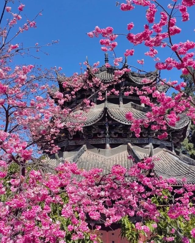 西昌光福寺|櫻花滿枝