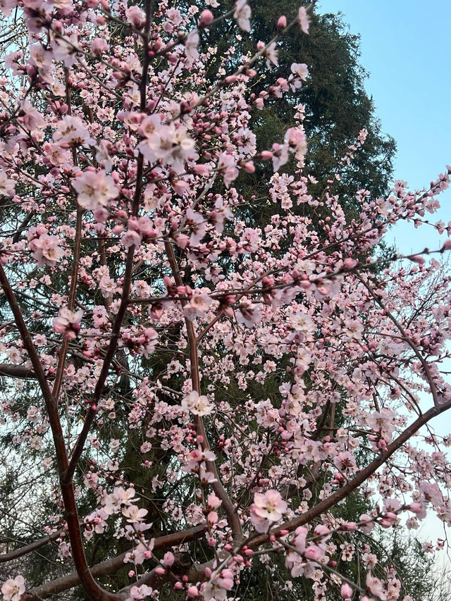 桃花園第一天開園