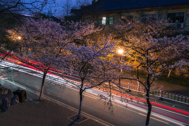 南京鸡鸣寺 邂逅一場夜櫻