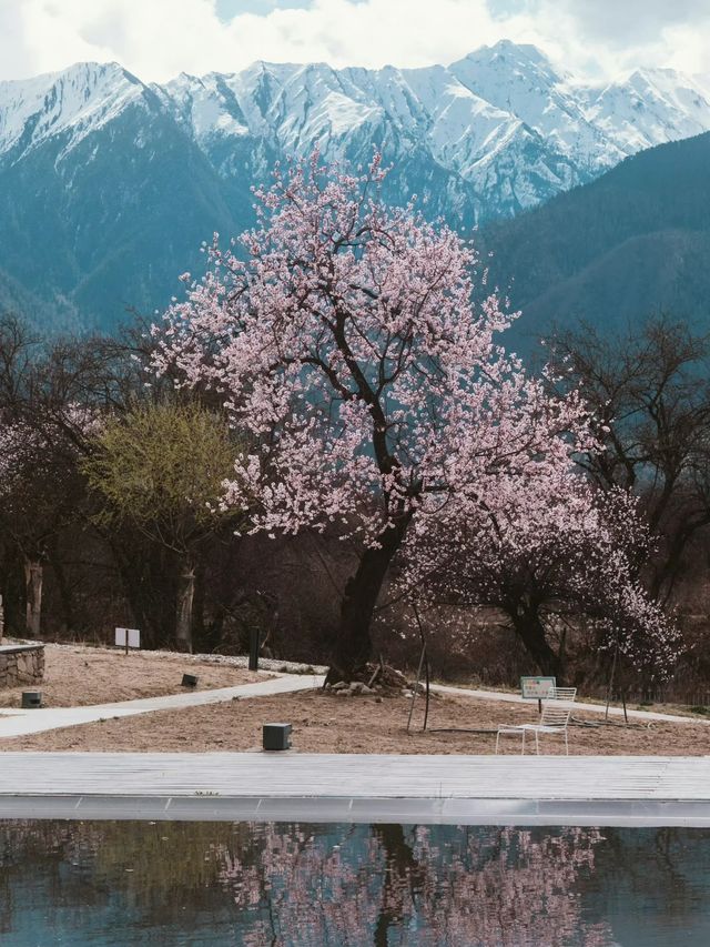 林芝山澤居‖躺在桃花裡看南迦巴瓦日照金山