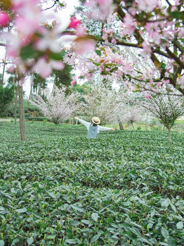 成都周邊｜太愛這個茶園裡開滿櫻花的文藝村