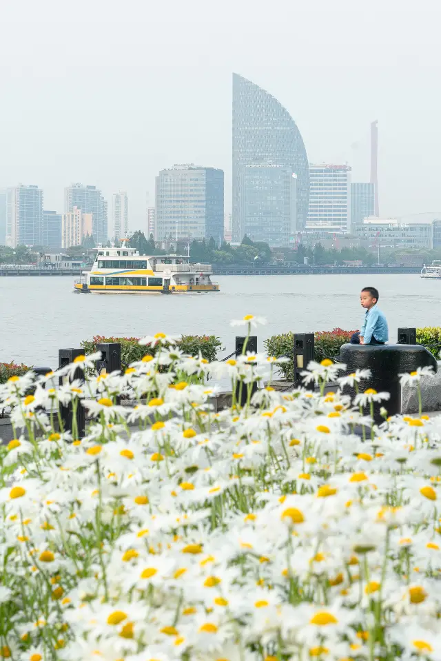 浦東濱江的雛菊花海和油畫感的鳶尾真是太美了