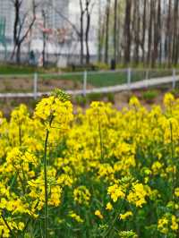 上海賞花｜後灘濕地公園油菜花開啦！