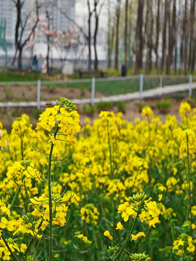 上海賞花｜後灘濕地公園油菜花開啦！
