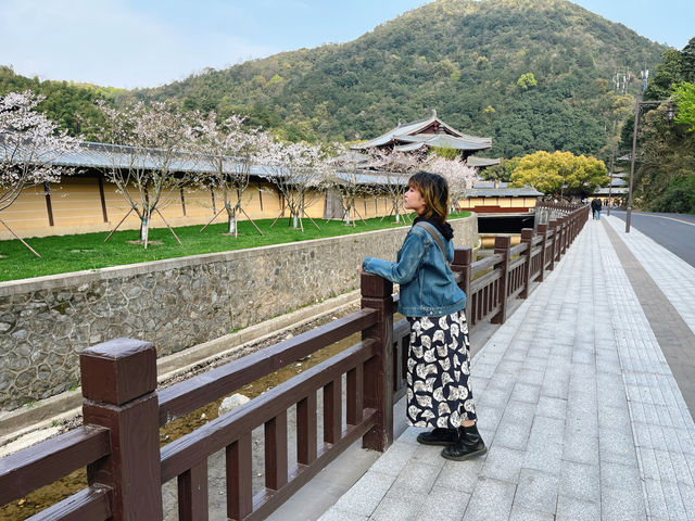 上海周邊自駕遊 九龍湖香山教寺的櫻花