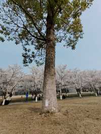 除了春天，禁止入內