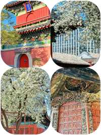 北京智化寺的梨花已盛開，附攻略！
